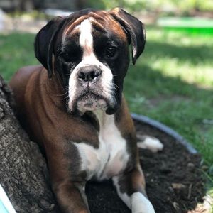 Meet your Posher, Oliver